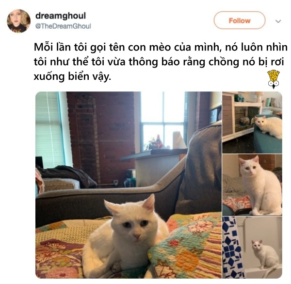 'Cười ngất' trước những khoảnh khắc đáng yêu, vui nhộn của thú cưng 'Cười ngất' trước những khoảnh khắc đáng yêu, vui nhộn của thú cưng