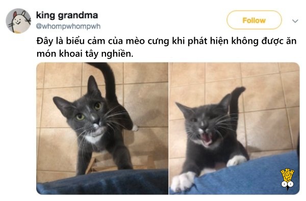 'Cười ngất' trước những khoảnh khắc đáng yêu, vui nhộn của thú cưng 'Cười ngất' trước những khoảnh khắc đáng yêu, vui nhộn của thú cưng