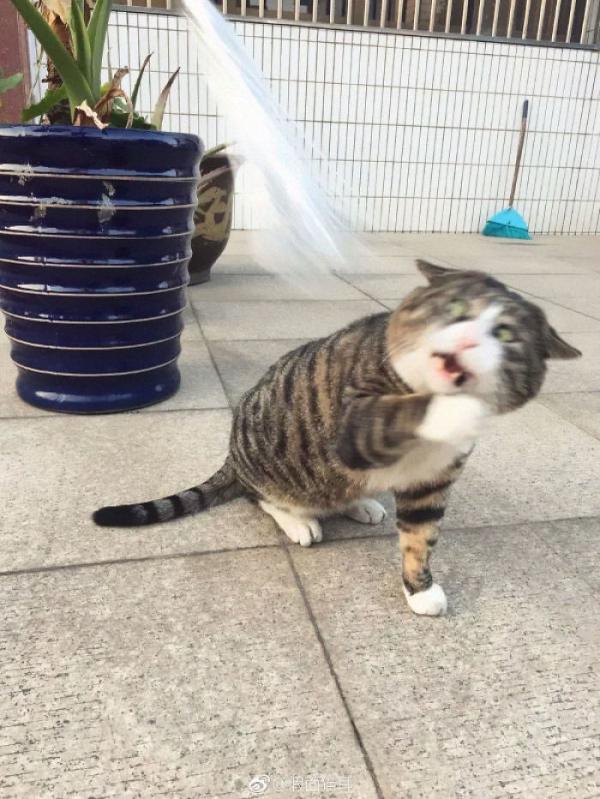 Cười quặn ruột với tuyển tập meme hài hước của khuôn mặt bị troll nhiều nhất trên Internet Cười quặn ruột với tuyển tập meme hài hước của khuôn mặt bị troll nhiều nhất trên Internet
