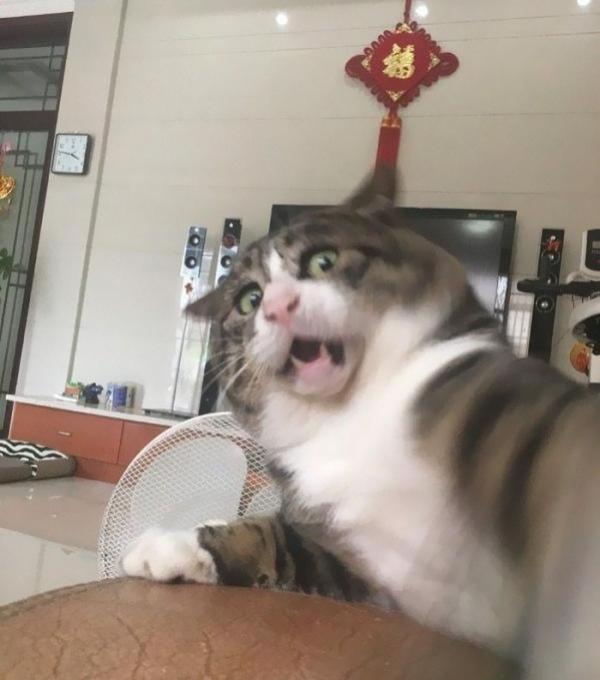 Cười quặn ruột với tuyển tập meme hài hước của khuôn mặt bị troll nhiều nhất trên Internet Cười quặn ruột với tuyển tập meme hài hước của khuôn mặt bị troll nhiều nhất trên Internet