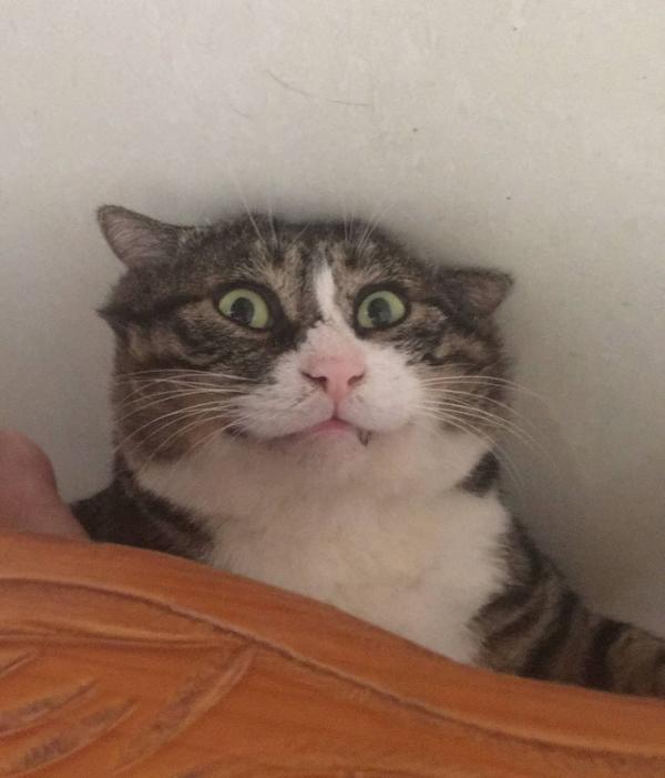 Cười quặn ruột với tuyển tập meme hài hước của khuôn mặt bị troll nhiều nhất trên Internet Cười quặn ruột với tuyển tập meme hài hước của khuôn mặt bị troll nhiều nhất trên Internet