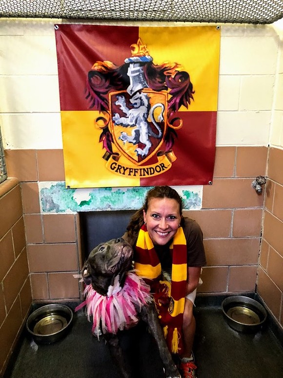 Nay, ngay cả những chú chó cũng có khả năng gia nhập các nhà trong Hogwarts Nay, ngay cả những chú chó cũng có khả năng gia nhập các nhà trong Hogwarts