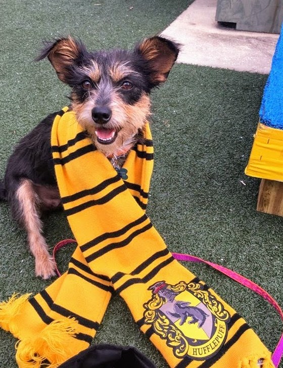 Nay, ngay cả những chú chó cũng có khả năng gia nhập các nhà trong Hogwarts Nay, ngay cả những chú chó cũng có khả năng gia nhập các nhà trong Hogwarts