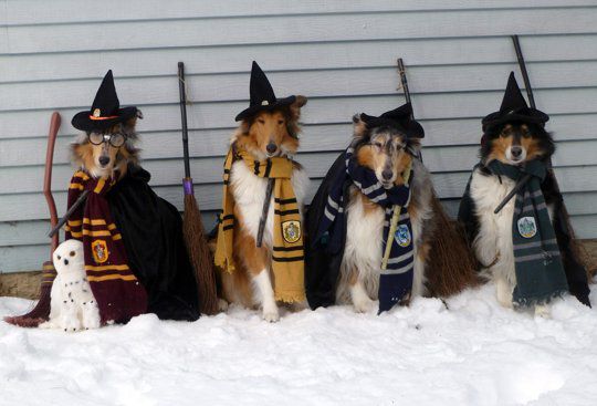 Nay, ngay cả những chú chó cũng có khả năng gia nhập các nhà trong Hogwarts Nay, ngay cả những chú chó cũng có khả năng gia nhập các nhà trong Hogwarts