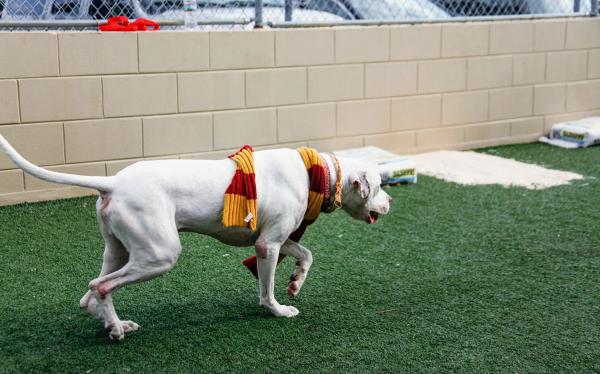 Nay, ngay cả những chú chó cũng có khả năng gia nhập các nhà trong Hogwarts Nay, ngay cả những chú chó cũng có khả năng gia nhập các nhà trong Hogwarts