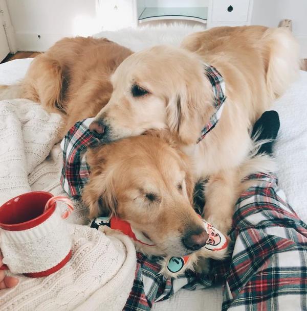 Câu chuyện ấm lòng về một chú chó 'Gâu đần' khiếm thị và người bạn dẫn đường Câu chuyện ấm lòng về một chú chó 'Gâu đần' khiếm thị và người bạn dẫn đường