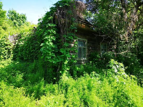 Sau thảm hoạ Chernobyl, Mẹ Thiên nhiên vẫn có cách cứu vớt những 'đứa con' của mình Sau thảm hoạ Chernobyl, Mẹ Thiên nhiên vẫn có cách cứu vớt những 'đứa con' của mình
