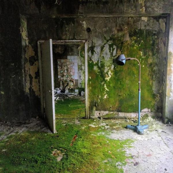 Sau thảm hoạ Chernobyl, Mẹ Thiên nhiên vẫn có cách cứu vớt những 'đứa con' của mình Sau thảm hoạ Chernobyl, Mẹ Thiên nhiên vẫn có cách cứu vớt những 'đứa con' của mình