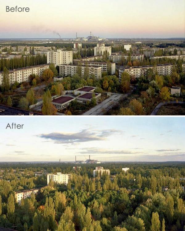Sau thảm hoạ Chernobyl, Mẹ Thiên nhiên vẫn có cách cứu vớt những 'đứa con' của mình Sau thảm hoạ Chernobyl, Mẹ Thiên nhiên vẫn có cách cứu vớt những 'đứa con' của mình