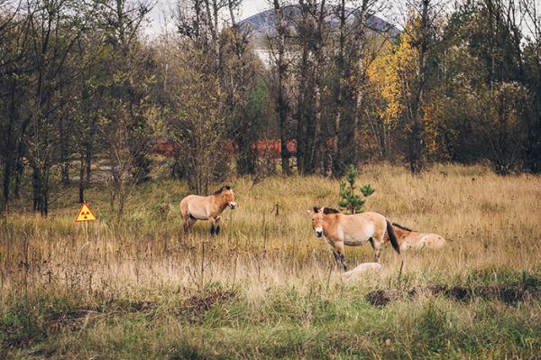 Sau thảm hoạ Chernobyl, Mẹ Thiên nhiên vẫn có cách cứu vớt những 'đứa con' của mình Sau thảm hoạ Chernobyl, Mẹ Thiên nhiên vẫn có cách cứu vớt những 'đứa con' của mình