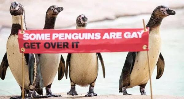 Sở thú tại London hưởng ứng Pride Month: Chim cánh cụt cũng có quyền tự hào về xu hướng tính dục của mình Sở thú tại London hưởng ứng Pride Month: Chim cánh cụt cũng có quyền tự hào về xu hướng tính dục của mình
