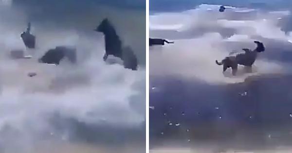Cá mập tấn công chú chó ngơ ngác trên bãi biển và cái kết 'tuy tao yếu nhưng anh em tao đông' Cá mập tấn công chú chó ngơ ngác trên bãi biển và cái kết 'tuy tao yếu nhưng anh em tao đông'