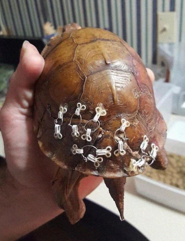 Người dân thi nhau quyên góp móc áo ngực cũ để giúp đỡ những chú rùa bị vỡ mai Người dân thi nhau quyên góp móc áo ngực cũ để giúp đỡ những chú rùa bị vỡ mai
