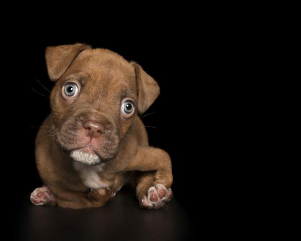 Bộ ảnh về những chú chó khuyết tật: Vẻ đẹp của sự không hoàn hảo khiến tim ta thắt lại Bộ ảnh về những chú chó khuyết tật: Vẻ đẹp của sự không hoàn hảo khiến tim ta thắt lại