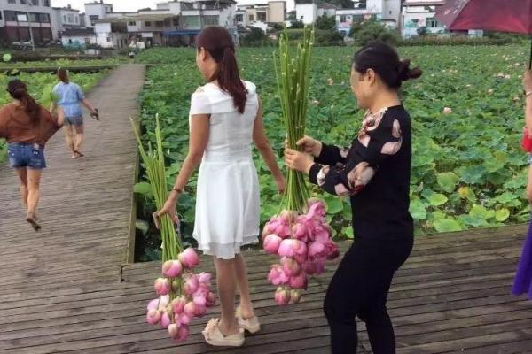 Công viên sinh thái Trung Quốc buộc phải đóng cửa sau khi bị khách du lịch hái hết hoa sen Công viên sinh thái Trung Quốc buộc phải đóng cửa sau khi bị khách du lịch hái hết hoa sen
