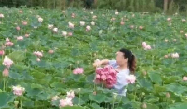 Công viên sinh thái Trung Quốc buộc phải đóng cửa sau khi bị khách du lịch hái hết hoa sen Công viên sinh thái Trung Quốc buộc phải đóng cửa sau khi bị khách du lịch hái hết hoa sen
