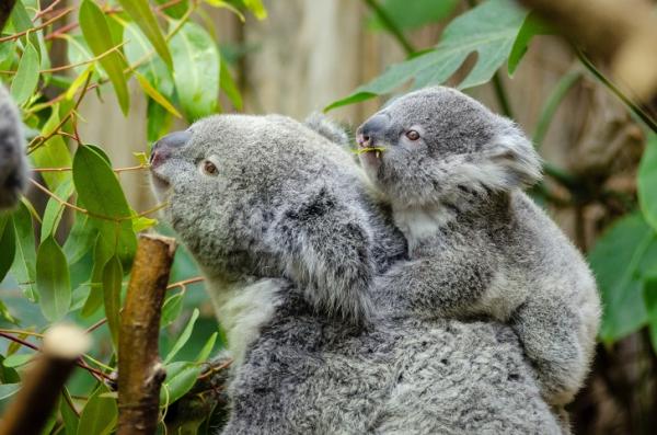 Úc cho phép bạn nhận nuôi 1 chú koala vì những lí do đặc biệt này Úc cho phép bạn nhận nuôi 1 chú koala vì những lí do đặc biệt này