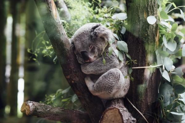 Úc cho phép bạn nhận nuôi 1 chú koala vì những lí do đặc biệt này Úc cho phép bạn nhận nuôi 1 chú koala vì những lí do đặc biệt này