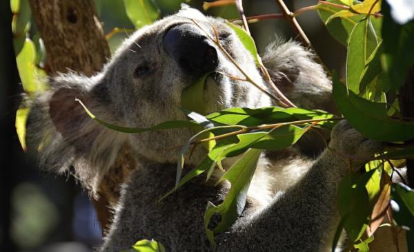 Úc cho phép bạn nhận nuôi 1 chú koala vì những lí do đặc biệt này Úc cho phép bạn nhận nuôi 1 chú koala vì những lí do đặc biệt này