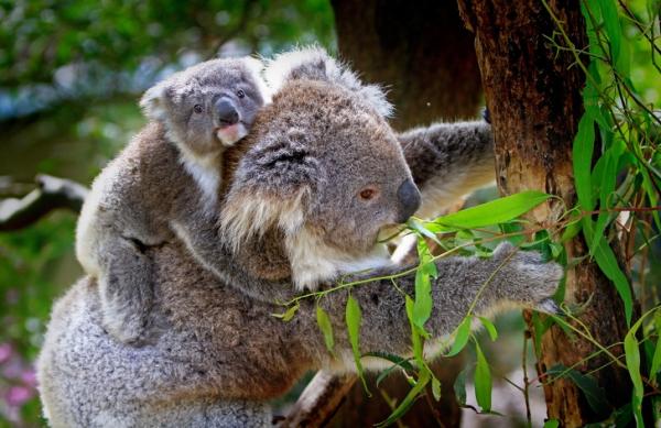 Úc cho phép bạn nhận nuôi 1 chú koala vì những lí do đặc biệt này Úc cho phép bạn nhận nuôi 1 chú koala vì những lí do đặc biệt này