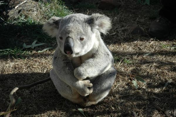 Úc cho phép bạn nhận nuôi 1 chú koala vì những lí do đặc biệt này Úc cho phép bạn nhận nuôi 1 chú koala vì những lí do đặc biệt này