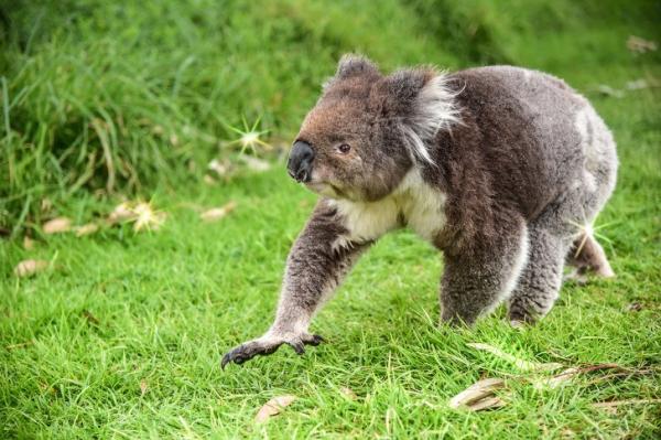 Úc cho phép bạn nhận nuôi 1 chú koala vì những lí do đặc biệt này Úc cho phép bạn nhận nuôi 1 chú koala vì những lí do đặc biệt này