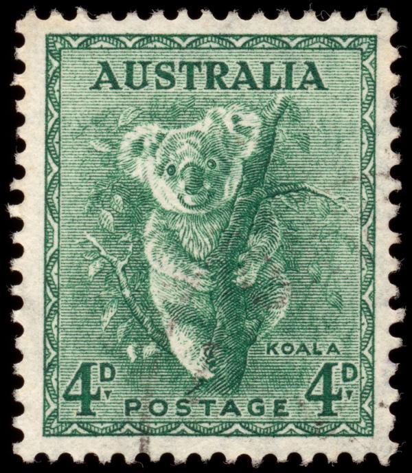 Úc cho phép bạn nhận nuôi 1 chú koala vì những lí do đặc biệt này Úc cho phép bạn nhận nuôi 1 chú koala vì những lí do đặc biệt này
