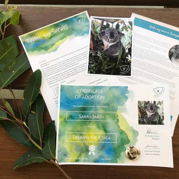 Úc cho phép bạn nhận nuôi 1 chú koala vì những lí do đặc biệt này Úc cho phép bạn nhận nuôi 1 chú koala vì những lí do đặc biệt này