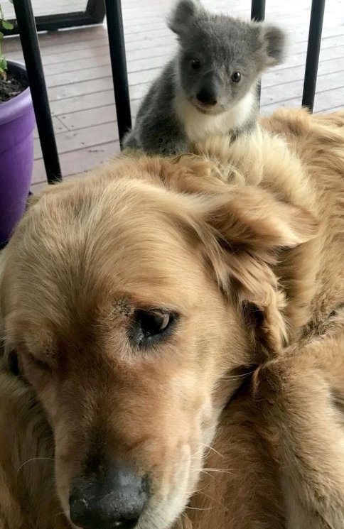 Úc cho phép bạn nhận nuôi 1 chú koala vì những lí do đặc biệt này Úc cho phép bạn nhận nuôi 1 chú koala vì những lí do đặc biệt này
