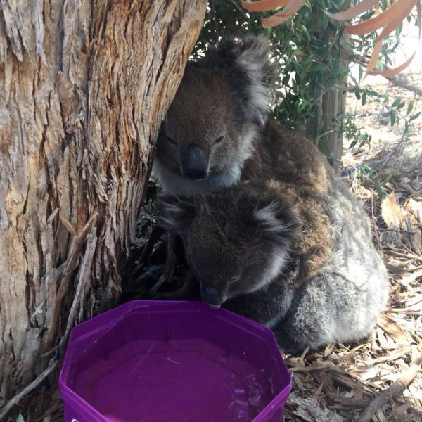 Úc cho phép bạn nhận nuôi 1 chú koala vì những lí do đặc biệt này Úc cho phép bạn nhận nuôi 1 chú koala vì những lí do đặc biệt này
