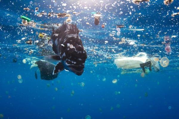 Thành phố cảng ở Úc ban hành luật cấm thả bóng bay Thành phố cảng ở Úc ban hành luật cấm thả bóng bay
