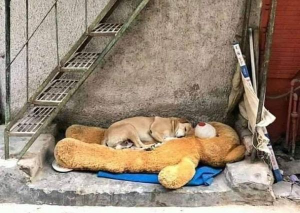 Hãy nhìn chỗ động vật ngủ, bạn sẽ đoán ra được tính cách ẩn của chúng Hãy nhìn chỗ động vật ngủ, bạn sẽ đoán ra được tính cách ẩn của chúng