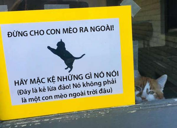 'Sen' phải để bảng cảnh báo không thả mèo vì 'boss' quá láu cá thích lừa người khác để đi chơi 'Sen' phải để bảng cảnh báo không thả mèo vì 'boss' quá láu cá thích lừa người khác để đi chơi