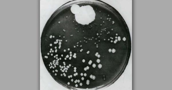 Câu chuyện về penicillin, liều thuốc kháng sinh và quả dưa lưới thay đổi lịch sử Câu chuyện về penicillin, liều thuốc kháng sinh và quả dưa lưới thay đổi lịch sử