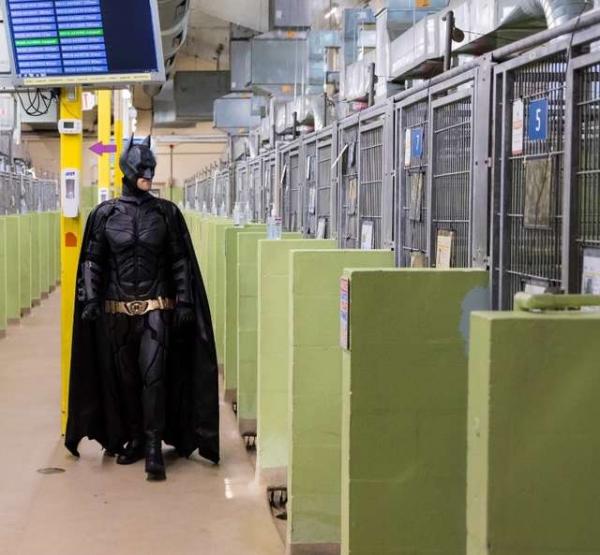 Batman đời thực không bắt tội phạm mà đi cứu những chú chó mèo bị bỏ rơi Batman đời thực không bắt tội phạm mà đi cứu những chú chó mèo bị bỏ rơi