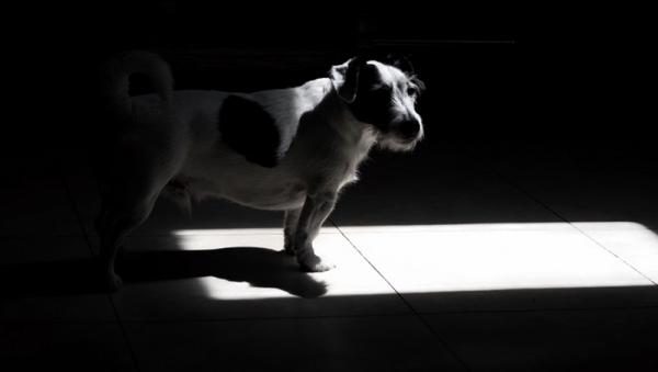 10 câu chuyện về những linh hồn động vật còn vương vấn nhân gian 10 câu chuyện về những linh hồn động vật còn vương vấn nhân gian
