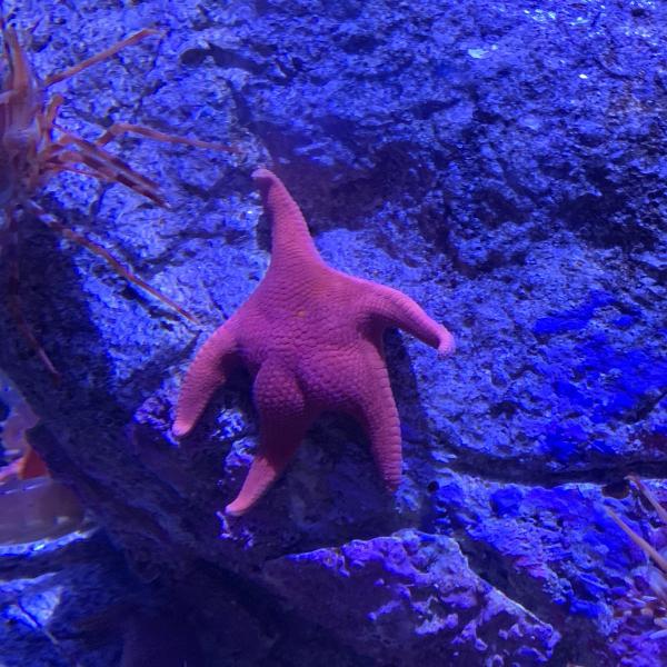 Sao biển 'siêu vòng 3' khiến netizen không thể ngừng so sánh với Patrick trong 'SpongeBob' Sao biển 'siêu vòng 3' khiến netizen không thể ngừng so sánh với Patrick trong 'SpongeBob'