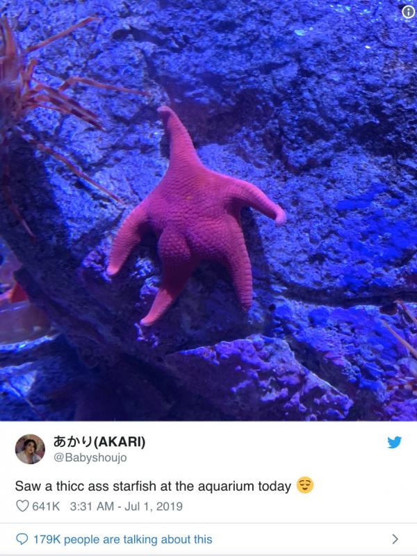 Sao biển 'siêu vòng 3' khiến netizen không thể ngừng so sánh với Patrick trong 'SpongeBob' Sao biển 'siêu vòng 3' khiến netizen không thể ngừng so sánh với Patrick trong 'SpongeBob'