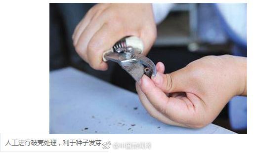 Sen cổ ngủ say 100 năm ở Viên Minh Viên bất ngờ bung nở, bình luận của dân mạng siêu hài hước Sen cổ ngủ say 100 năm ở Viên Minh Viên bất ngờ bung nở, bình luận của dân mạng siêu hài hước