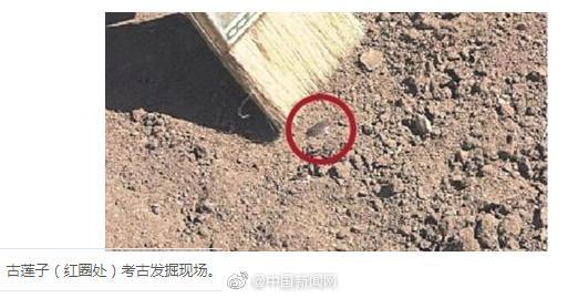 Sen cổ ngủ say 100 năm ở Viên Minh Viên bất ngờ bung nở, bình luận của dân mạng siêu hài hước Sen cổ ngủ say 100 năm ở Viên Minh Viên bất ngờ bung nở, bình luận của dân mạng siêu hài hước