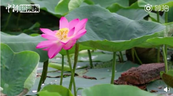 Sen cổ ngủ say 100 năm ở Viên Minh Viên bất ngờ bung nở, bình luận của dân mạng siêu hài hước Sen cổ ngủ say 100 năm ở Viên Minh Viên bất ngờ bung nở, bình luận của dân mạng siêu hài hước