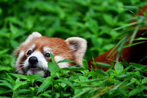 Cười đau bụng với hình ảnh chú báo đốm mắc kẹt trên cây Cười đau bụng với hình ảnh chú báo đốm mắc kẹt trên cây