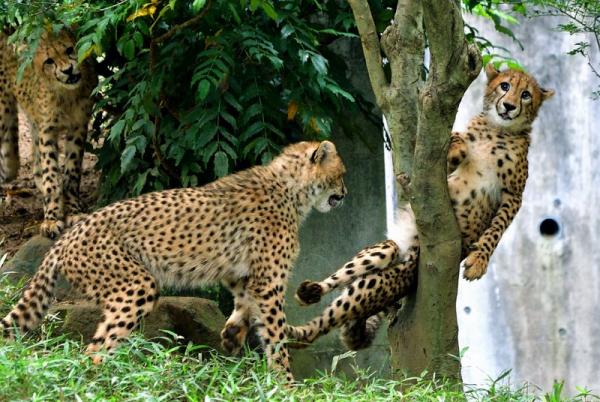 Cười đau bụng với hình ảnh chú báo đốm mắc kẹt trên cây Cười đau bụng với hình ảnh chú báo đốm mắc kẹt trên cây