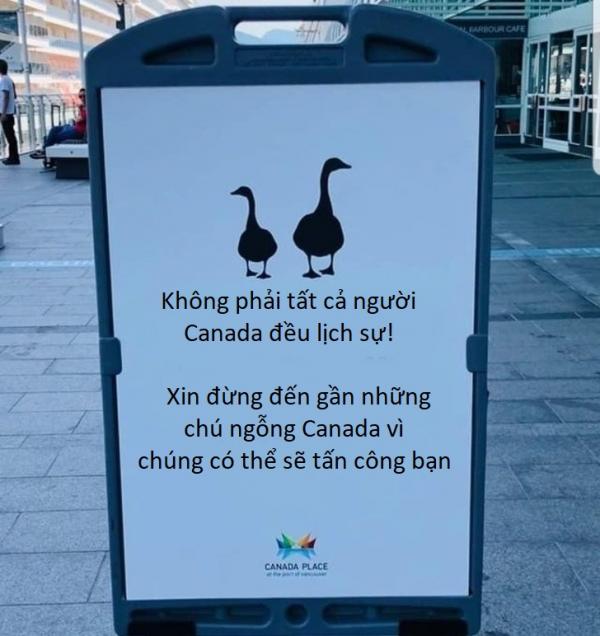 Bạn có biết ngỗng Canada là một loài rất 'cục súc'? Bạn có biết ngỗng Canada là một loài rất 'cục súc'?