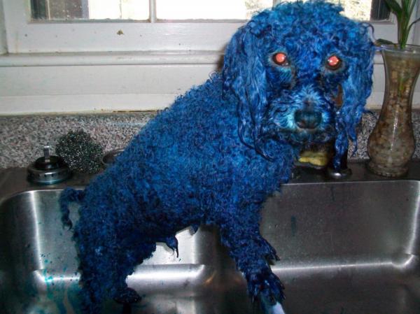 'Cuộc Đua Kỳ Thú' gây tranh cãi lớn khi trói, vẽ sơn lên động vật và còn phát sóng trên truyền hình 'Cuộc Đua Kỳ Thú' gây tranh cãi lớn khi trói, vẽ sơn lên động vật và còn phát sóng trên truyền hình