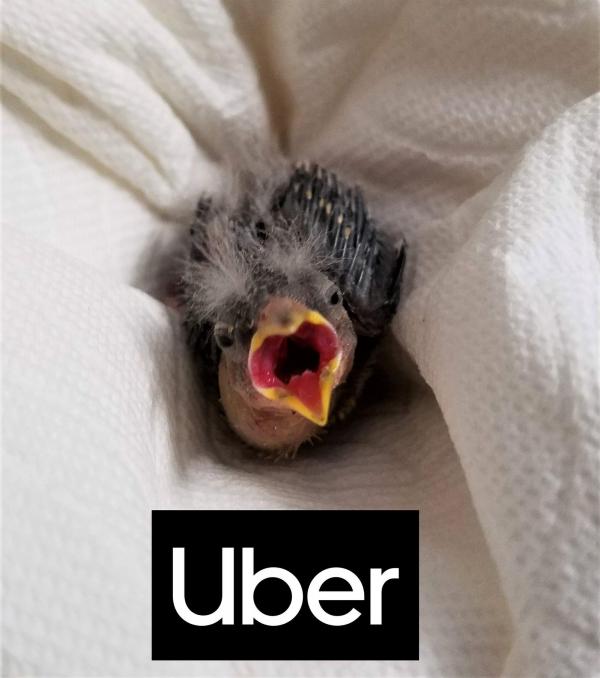 Anh trai nhờ UBER chở chim non đến trạm cứu hộ động vật vì mình say xỉn không thể lái xe Anh trai nhờ UBER chở chim non đến trạm cứu hộ động vật vì mình say xỉn không thể lái xe