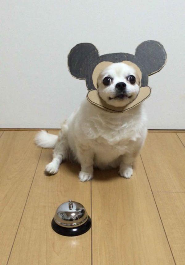 Khi ‘sen’ khiến ‘boss’ đáng yêu hơn với loạt hình cosplay cùng bìa các tông Khi ‘sen’ khiến ‘boss’ đáng yêu hơn với loạt hình cosplay cùng bìa các tông