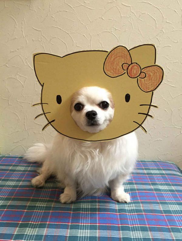 Khi ‘sen’ khiến ‘boss’ đáng yêu hơn với loạt hình cosplay cùng bìa các tông Khi ‘sen’ khiến ‘boss’ đáng yêu hơn với loạt hình cosplay cùng bìa các tông