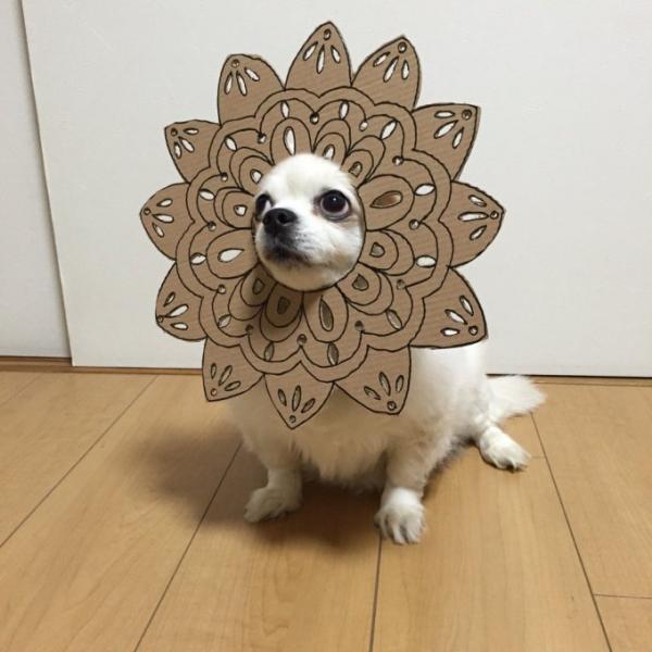 Khi ‘sen’ khiến ‘boss’ đáng yêu hơn với loạt hình cosplay cùng bìa các tông Khi ‘sen’ khiến ‘boss’ đáng yêu hơn với loạt hình cosplay cùng bìa các tông