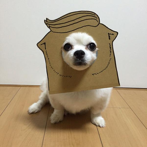 Khi ‘sen’ khiến ‘boss’ đáng yêu hơn với loạt hình cosplay cùng bìa các tông Khi ‘sen’ khiến ‘boss’ đáng yêu hơn với loạt hình cosplay cùng bìa các tông
